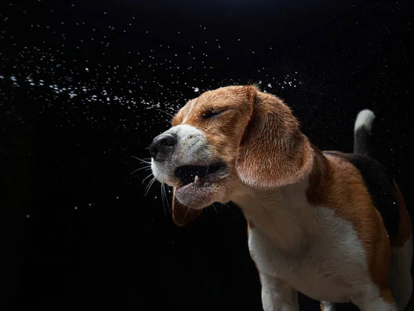 El perro se sacude, rocía, alitas. Mascota húmeda. Divertido beagle —  Fotos de Stock