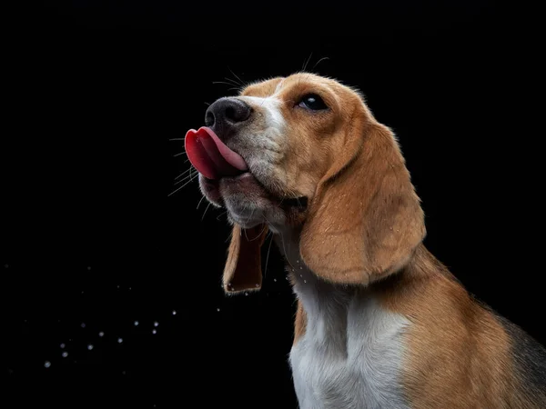 De hond stak zijn tong uit. Beagle op zwarte achtergrond — Stockfoto