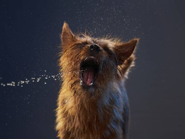 Komik köpek. Avusturalya Teriyer eğrisi ağızlığı
