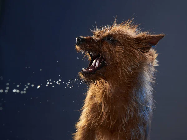 Смешная собака. Австралийская кривая терьера — стоковое фото