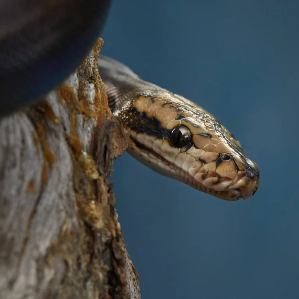 Python reticulado em fundo preto — Fotografia de Stock