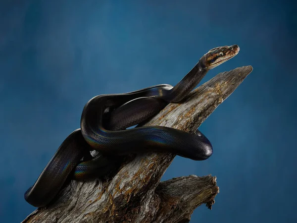 Python reticulado sobre fondo negro — Foto de Stock