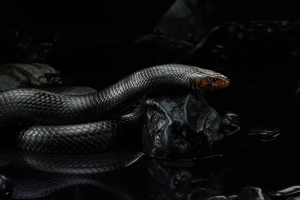 カメオ、霧の背景にDrymarchonヘビ — ストック写真