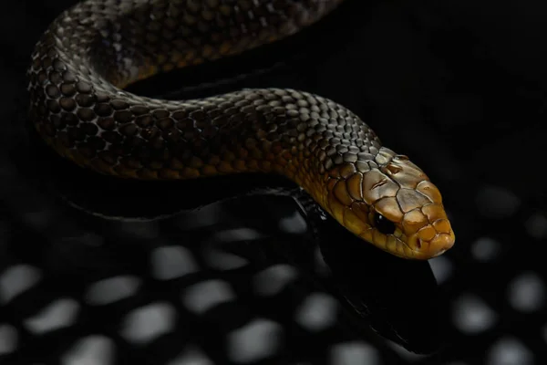 Drymarchon serpente no fundo de cameos, nevoeiro — Fotografia de Stock