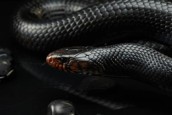 Drymarchon serpente no fundo de cameos, nevoeiro — Fotografia de Stock