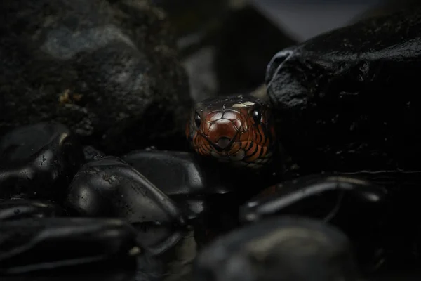 Drymarchon snake on the background of cameos, fog — Stock Photo, Image