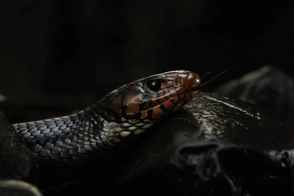 Serpent Drymarchon sur le fond de camée, brouillard — Photo