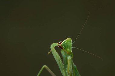 Yeşil arka planda peygamber devesi. Böcek avlar