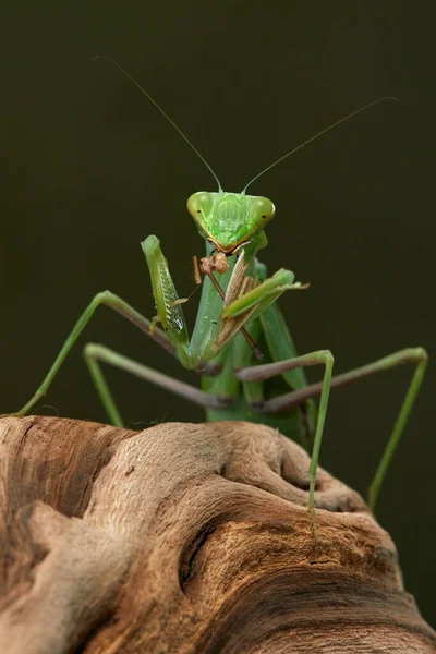 Mantis rezando sobre un fondo verde. La caza de insectos — Foto de Stock