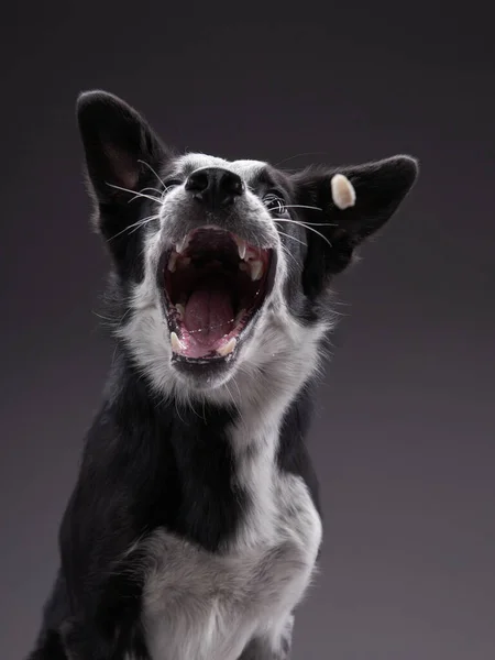 Pies łapie jedzenie. ekspresyjny trójbarwny Collie Graniczny. śmieszne zwierzę — Zdjęcie stockowe