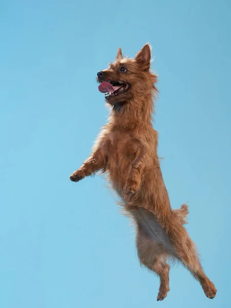 Drôle de saut de chien actif. caniche heureux sur fond de couleur — Photo