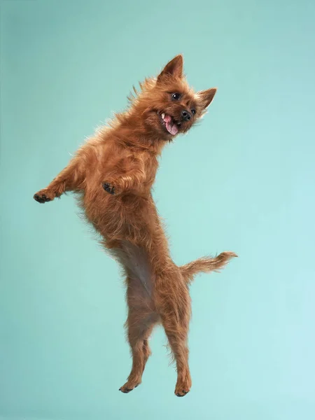 Salto de cão ativo engraçado. poodle feliz no fundo da cor — Fotografia de Stock