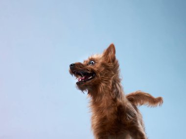 Komik kırmızı köpek, yakın plan portre. Avustralya Teriyeri renk arkaplanı
