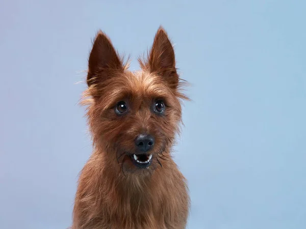 funny red dog, portrait close-up. australian terrier on color background