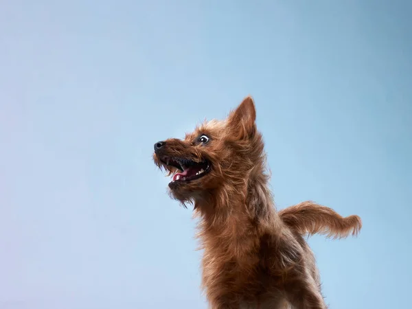 funny red dog, portrait close-up. australian terrier on color background