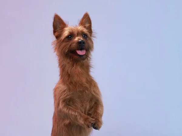 funny red dog, portrait close-up. australian terrier on color background