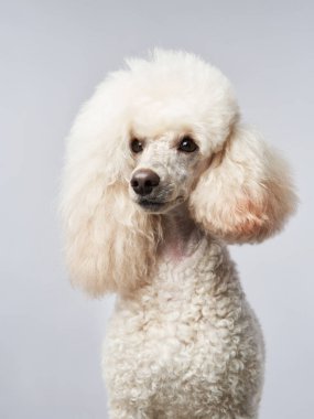 Beyaz üzerine küçük beyaz bir kaniş. Stüdyoda bir evcil hayvan portresi