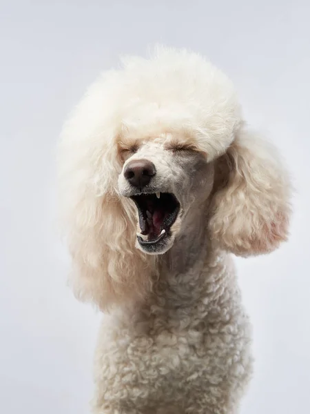 Petit caniche blanc sur un blanc. Portrait d'un animal de compagnie en studio — Photo