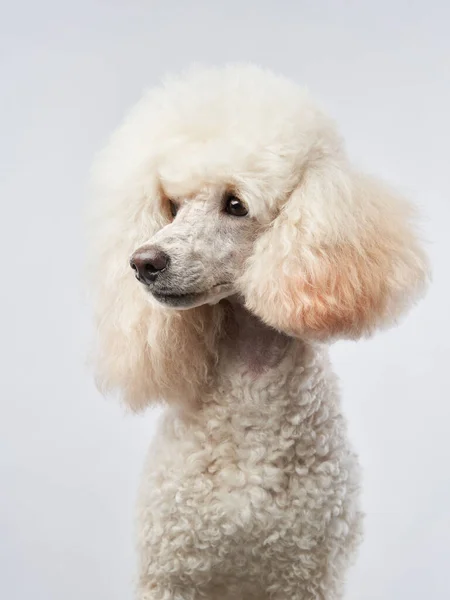Small white poodle on a white. Portrait of a pet in the studio — Stock Photo, Image