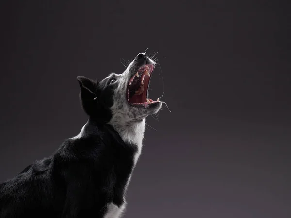 Der Hund fängt Futter. Ausdrucksstarker tricolor Border Collie. Lustiges Haustier — Stockfoto
