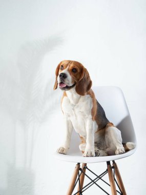 Köpek bir sandalyede oturuyor. Evde av köpeği. 