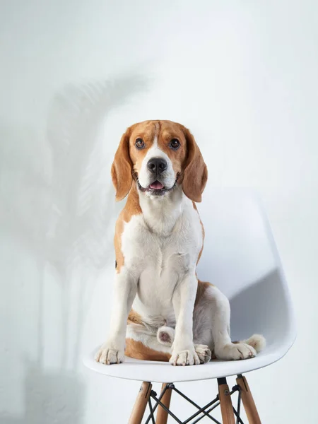 O cão está sentado numa cadeira. Beagle em casa — Fotografia de Stock