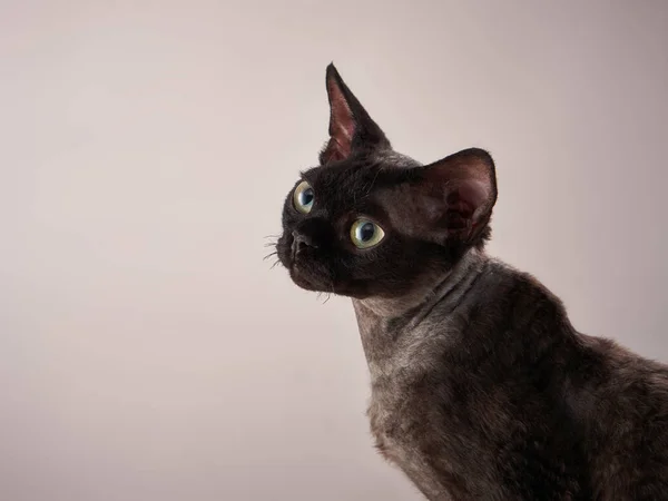 Devon Rex kotek na beżowym tle. Pet w studiu fotograficznym — Zdjęcie stockowe