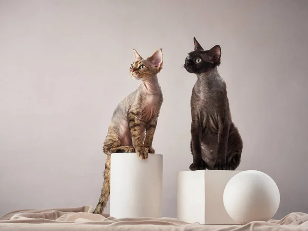 Devon Rex kittens on a beige background. Pet in the photo studio — Stock Photo, Image