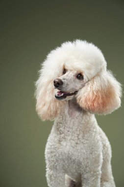 Stüdyoda yeşil bir evcil hayvan portresi üzerinde küçük beyaz bir kaniş.