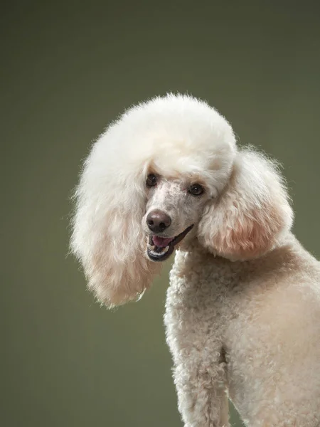 Small white poodle on a green Portrait of a pet in the studio — Stock Photo, Image