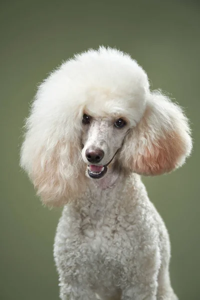 Pequeno caniche branco em um verde Retrato de um animal de estimação no estúdio — Fotografia de Stock