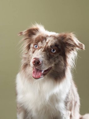 Ağzı açık köpek. Anlamlı mermer Border Collie. komik hayvan.