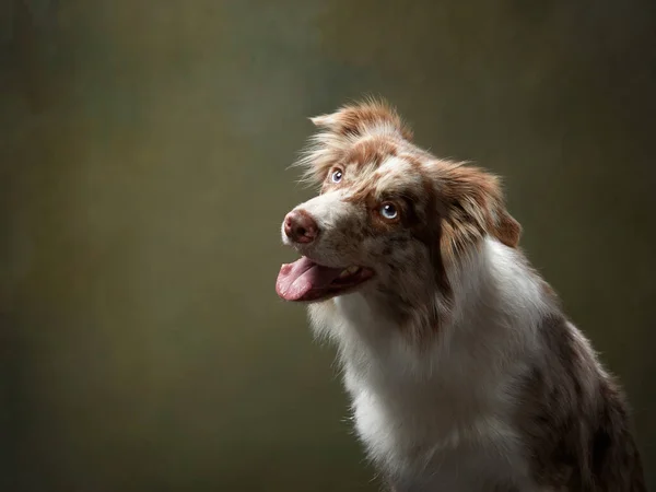 Pies z otwartymi ustami. ekspresyjny marmur Border Collie. śmieszne zwierzę — Zdjęcie stockowe