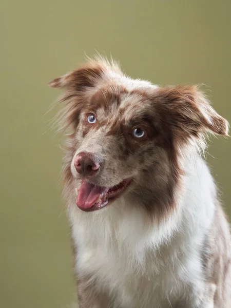 De hond met open mond. expressieve marmeren rand Collie. grappig huisdier — Stockfoto