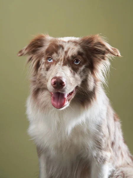 A kutya nyitott szájjal. Kifejező márvány Border Collie. vicces kisállat — Stock Fotó