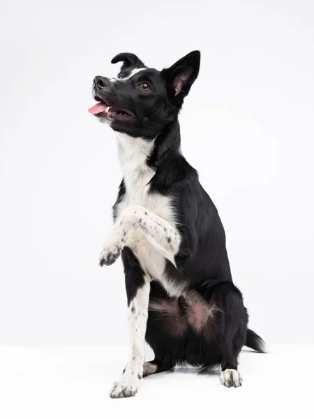 Funny dog. Happy Border Collie curve muzzle — Stock Photo, Image