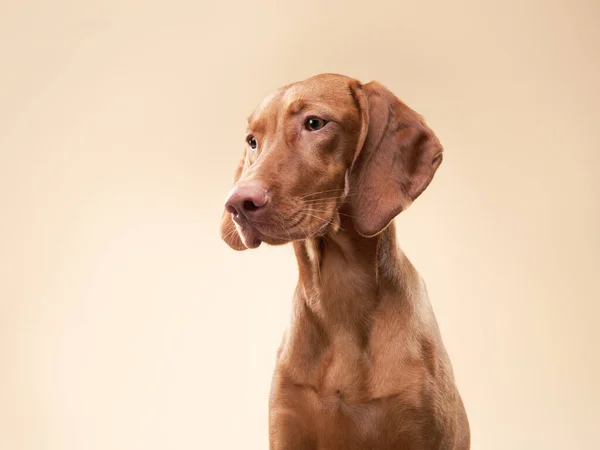 Grappige hond laat tong zien. Hongaarse vizsla in studio — Stockfoto
