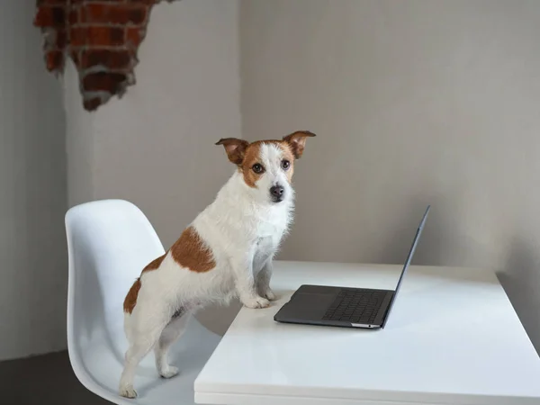 Dizüstü bilgisayarın arkasındaki köpek. Jack Russell Terrier hafif bir ofiste — Stok fotoğraf