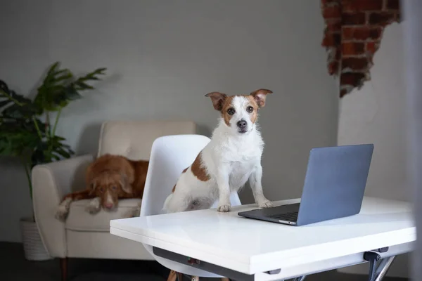 Perro detrás de un portátil. Jack Russell Terrier en una oficina ligera —  Fotos de Stock