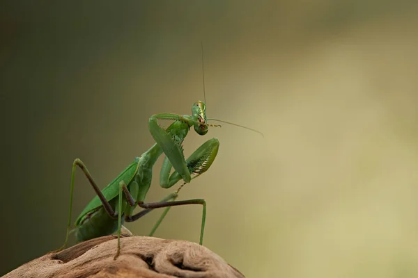 Mantis rezando sobre un fondo verde. La caza de insectos — Foto de Stock