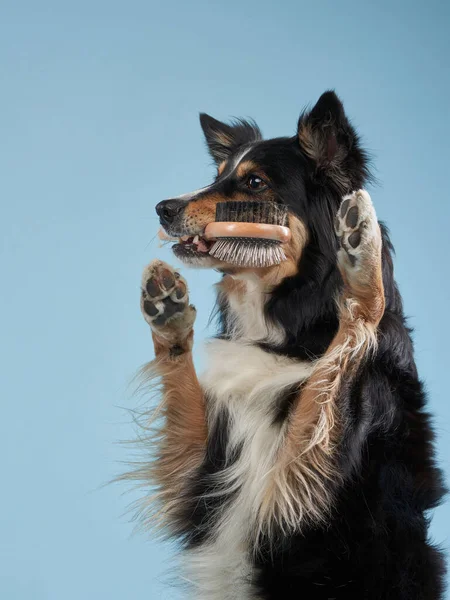 Hält der Hund den Taschenrechner in den Zähnen. Haustierpflege. Border Collie auf blau — Stockfoto