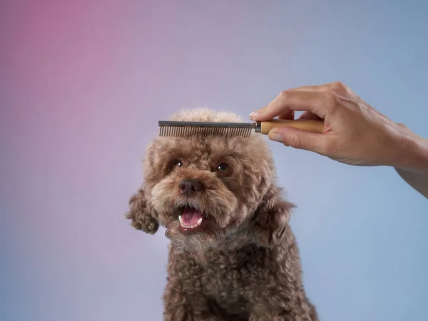 Coiffure de caniche. La fille passe le chien au peigne fin. toilettage des animaux — Photo