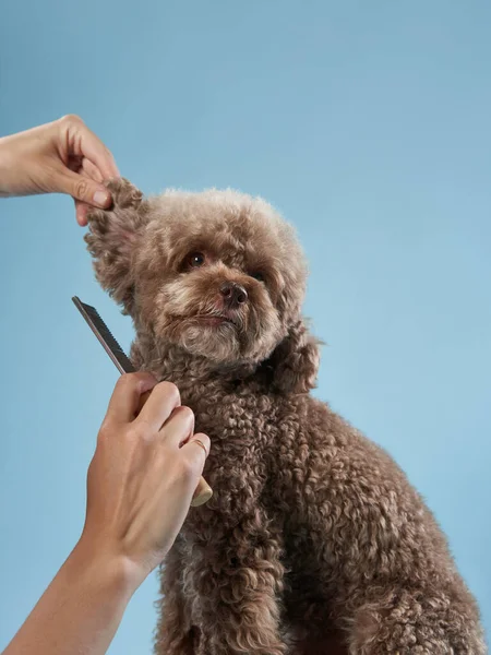 Зачіска пуделя. Дівчина розчісує собаку. Догляд за домашніми тваринами — стокове фото