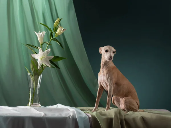 Cão em um fundo cortinas marrom. gracioso italiano galgo. — Fotografia de Stock