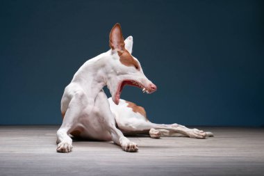Stüdyoda kırmızı arka planda bir köpek. Zayıf İspanyol tazısı, podenko ibitsenko
