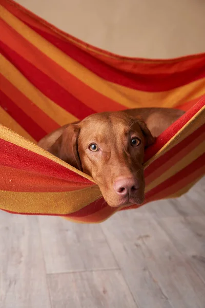 Lustiger Hund ruht in der Hängematte. Ungarische Vizsla auf beigem Hintergrund — Stockfoto