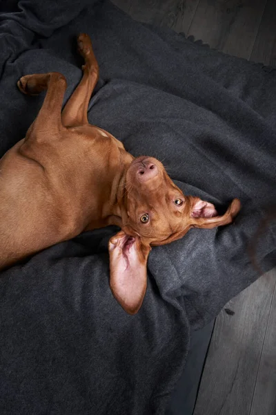 Un cane divertente sta riposando su una coperta. L'animale domestico gioca a casa. — Foto Stock