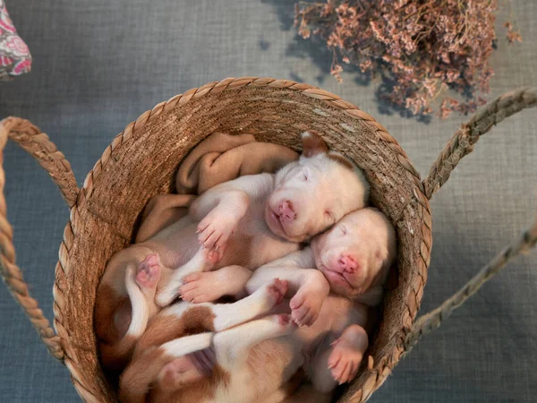 Filhotes recém-nascidos na decoração. cão espanhol galgo. — Fotografia de Stock