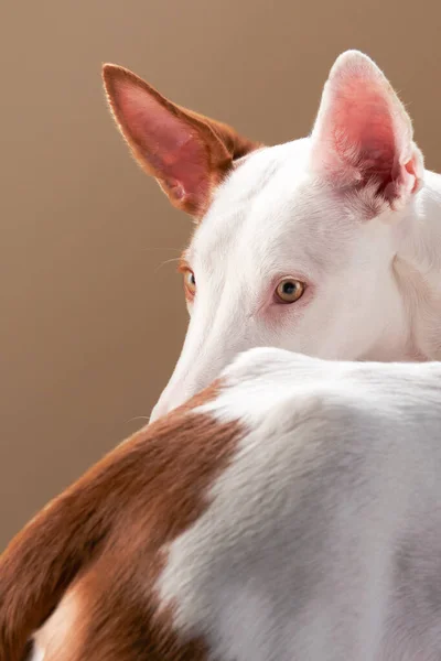 Hund på en röd bakgrund i studion. Smal spansk greyhound, podenko ibitsenko — Stockfoto