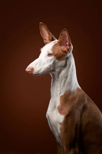 Pes na červeném pozadí ve studiu. Štíhlý španělský chrt, podenko ibitsenko — Stock fotografie